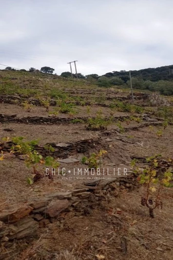 Vente terrain Collioure  