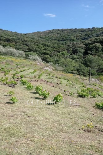 Vente terrain Collioure  