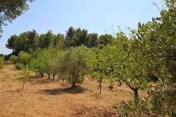 Vente maison La Cadière-d'Azur  