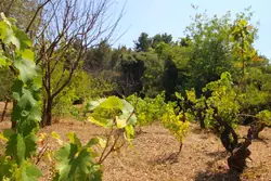 Vente maison La Cadière-d'Azur  