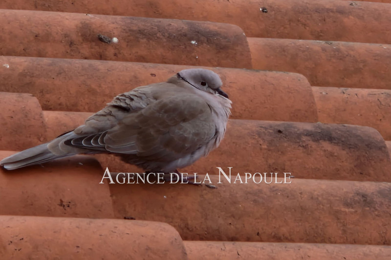 Vente appartement Mandelieu-la-Napoule  
