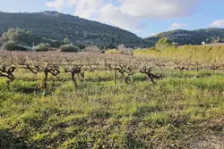 Vente terrain Brignoles  