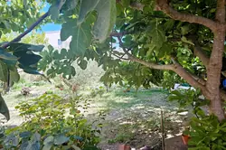 Vente terrain Brignoles  