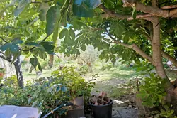 Vente terrain Brignoles  