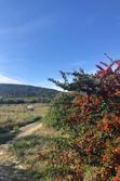 Vente terrain agricole Poussan  