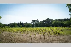 Vente propriété L'Isle-sur-la-Sorgue  