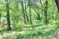 Photos Terrain à vendre La Garde-Freinet 83680