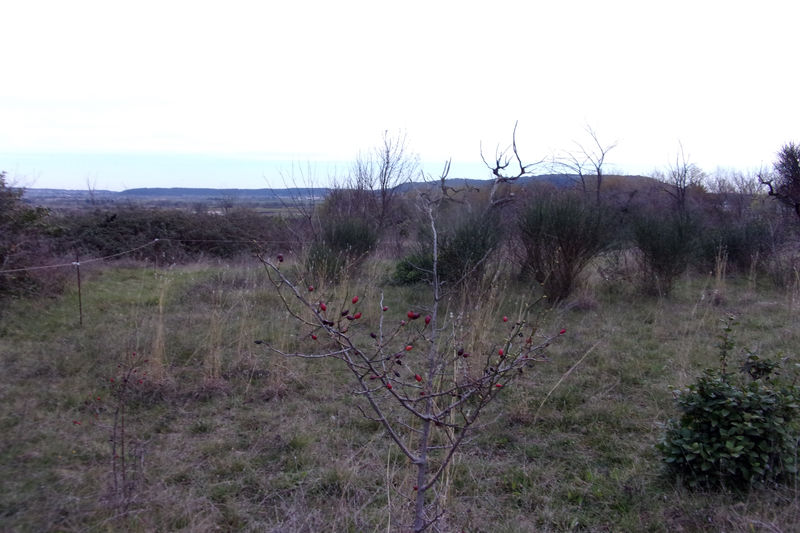 Photo Terrain agricole Calvisson Village, achat terrain agricole 1518 m²