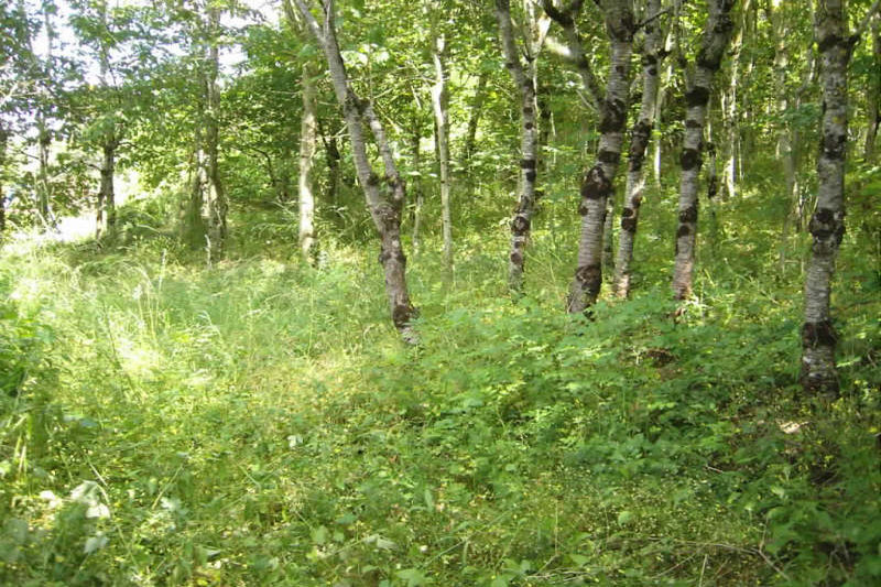 Photo Terrain Fayet Aveyron, achat terrain 2360 m²