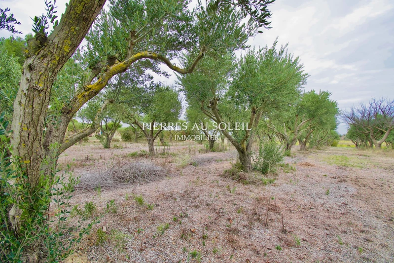 Vente propriété Mèze  