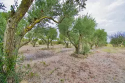 Vente propriété Mèze Vente propriété Mèze