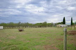 Vente propriété Mèze Vente propriété Mèze