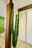 Vente maison de caractère Saint-Maximin-la-Sainte-Baume  