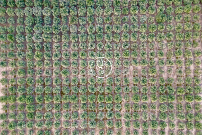 Vente mas Saint-Rémy-de-Provence Vente mas Saint-Rémy-de-Provence