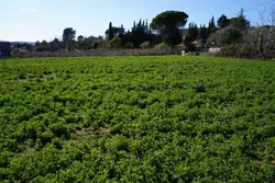 Photos  Terrain à vendre Villecroze 83690