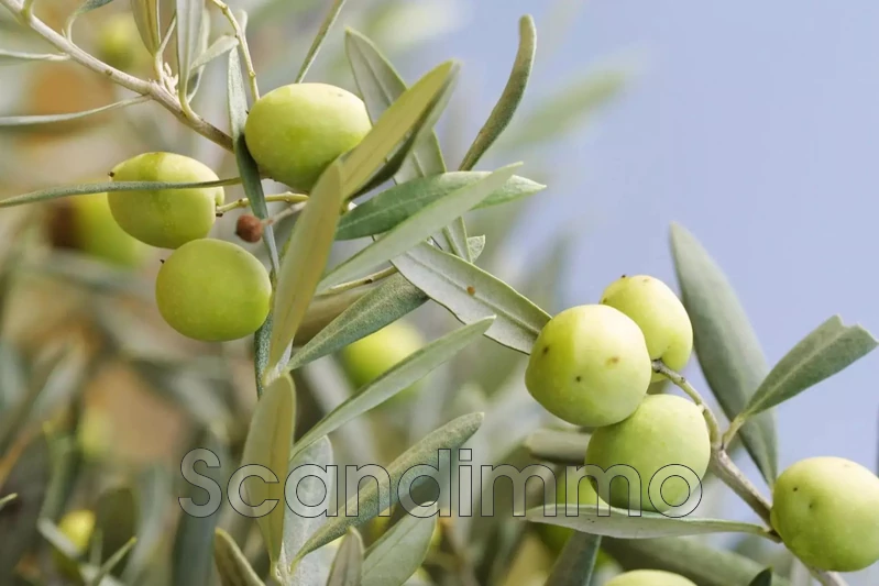 Vente maison de village Cotignac Vente maison de village Cotignac