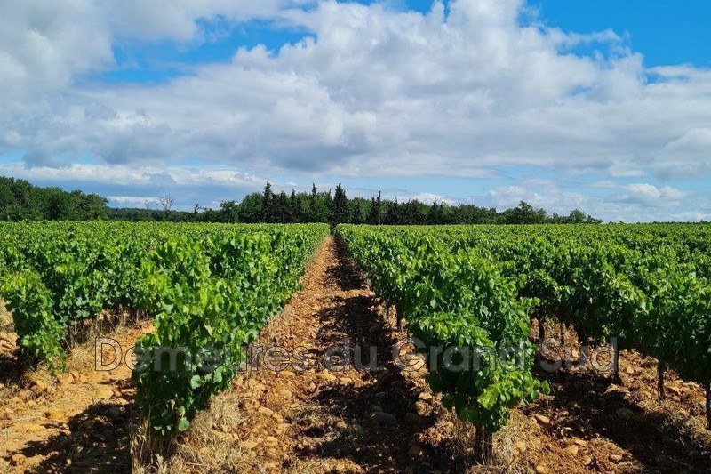 Photo Domaine viticole Avignon Gard,   achat domaine viticole   100&nbsp;m&sup2;