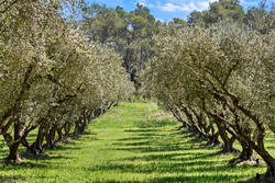 Location saisonnière bastidon Saint-Rémy-de-Provence  
