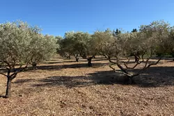 Location saisonnière mas Eygalières  