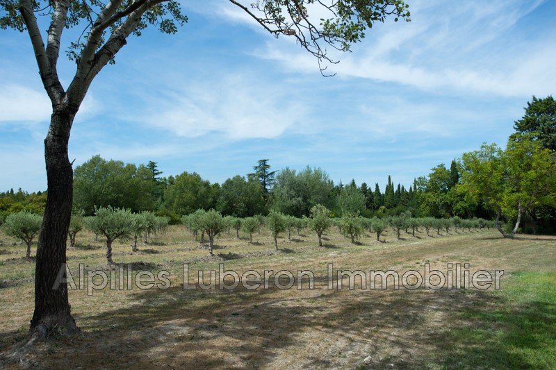 Location saisonnière mas Saint-Andiol  