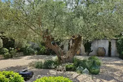 Location saisonnière maison Saint-Rémy-de-Provence  