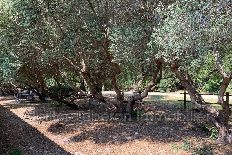 Location saisonnière longère Mas-Thibert  