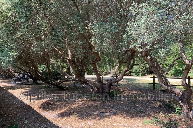 Location saisonnière longère Mas-Thibert  
