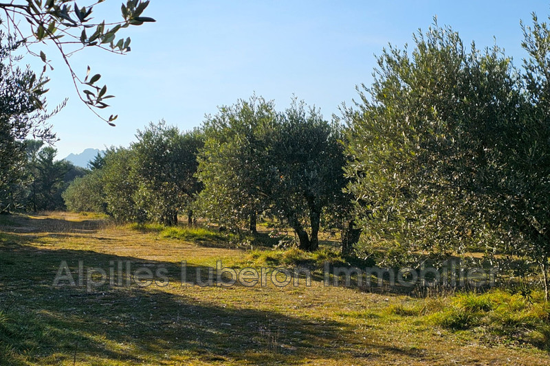 Location saisonnière maison de campagne Eygalières  