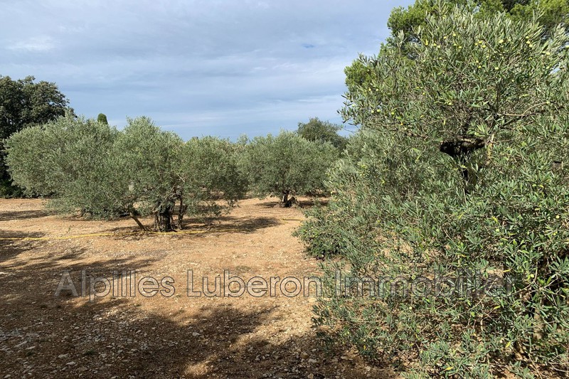 Location saisonnière maison Eygalières  