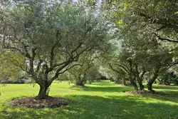 Vente mas Eygalières  
