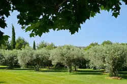 Vente mas Eygalières  