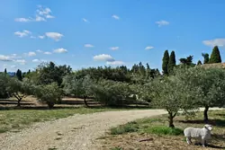 Vente maison de caractère Eygalières  