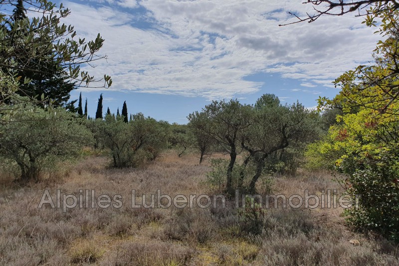 Photo Terrain Eygalières Campagne, achat terrain 2500 m²