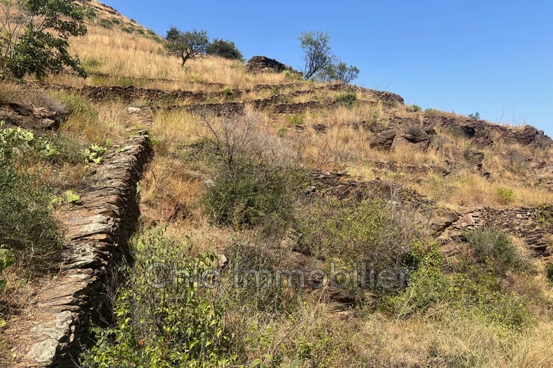 Vente terrain agricole Banyuls-sur-Mer  