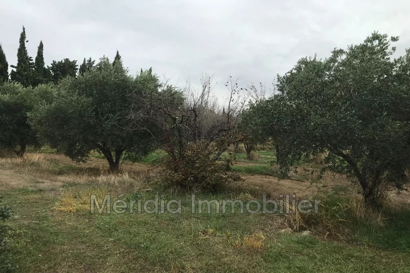 Vente terrain à bâtir Néfiach  