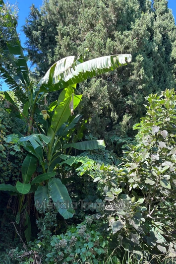 Vente terrain agricole Corneilla-la-Rivière  