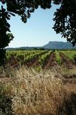 Photos Terrain à vendre La Motte 83920