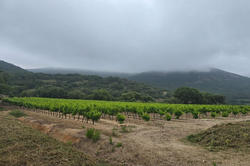 Vente domaine viticole Grimaud  