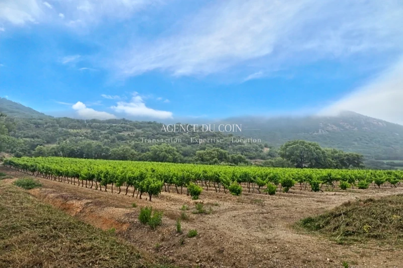 Vente domaine viticole Grimaud  
