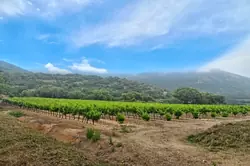 Vente domaine viticole Grimaud  