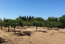 Vente terrain agricole Sauvian  