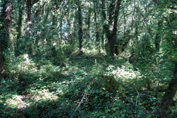 Vente terrain Saint-Vivien-de-Médoc  