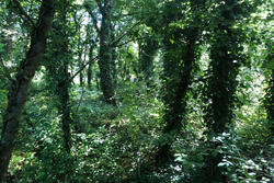 Vente terrain Saint-Vivien-de-Médoc  