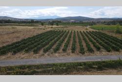 Vente terrain agricole Estagel  