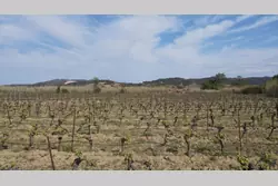 Vente terrain agricole Latour-de-France  