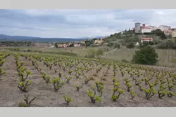 Vente terrain agricole Montner  