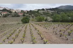 Vente terrain agricole Montner  