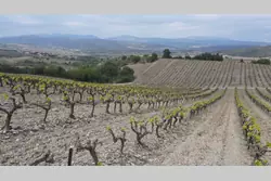 Vente terrain Montner  