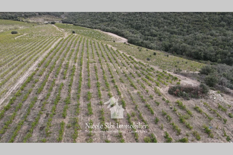 Vente terrain agricole Rasiguères  