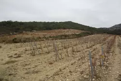 Vente terrain agricole Lesquerde  